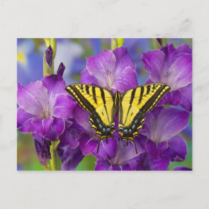 Carte Postale Un papillon Limenitis archippus sur des Glaïeuls v