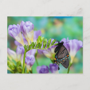 Carte Postale Un papillon monarque   Danaus Plexippus