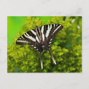 Carte Postale Un papillon porte-queue nord-américain