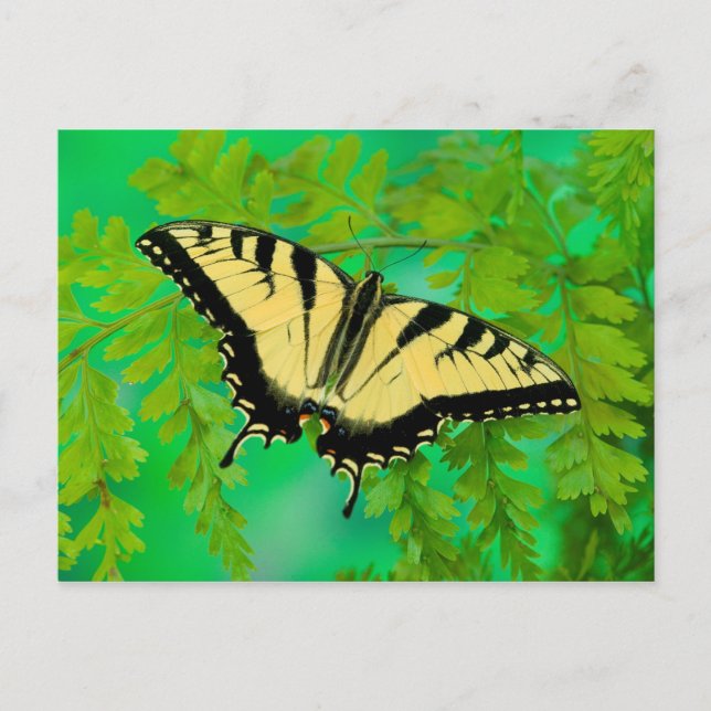Carte Postale Un papillon swallowtail atterrissant (Devant)