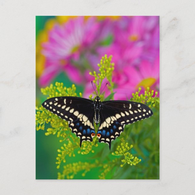 Carte Postale Un papillon swallowtail atterrissant (Devant)