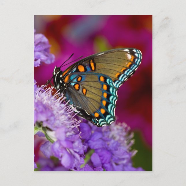Carte Postale Un papillon swallowtail de laurier d'Amérique (Devant)