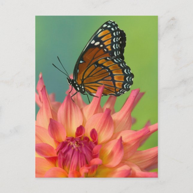 Carte Postale Un papillon vice-roi sur une Zinnia (Devant)