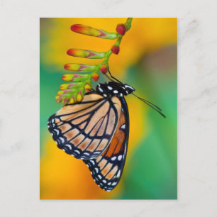 Carte Postale Un papillon Viceroy sur les fleurs