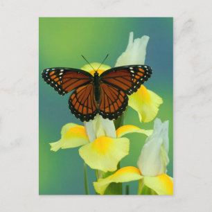Carte Postale Un papillon Viceroy sur un iris japonais jaune