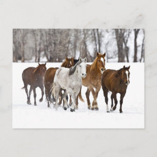 Carte Postale Un paysage hivernal de chevaux au galop