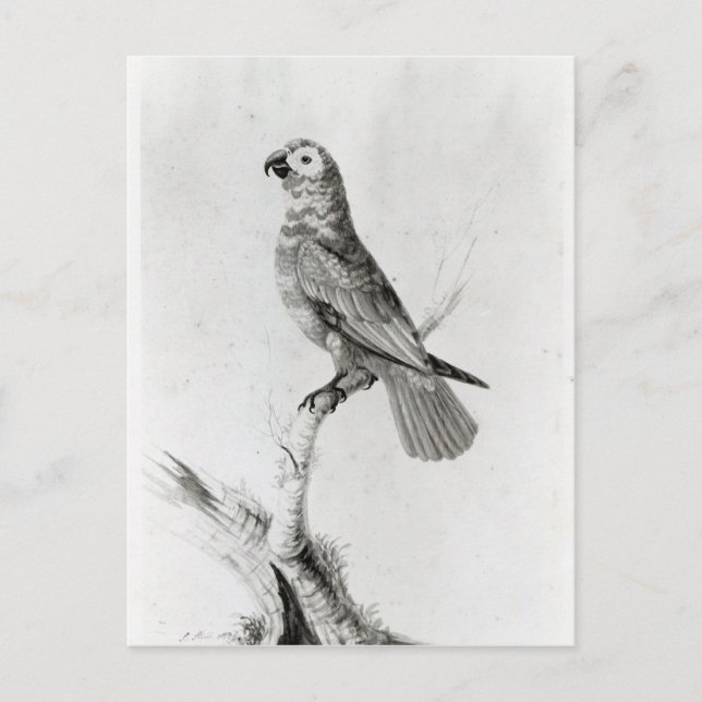 Carte Postale Un perroquet, 1786 (Devant)