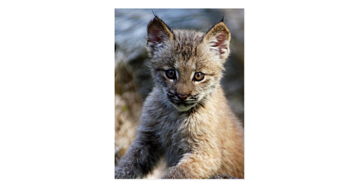 Carte Postale Un Petit Chaton Mignon De Lynx De Canadien Zazzle Fr