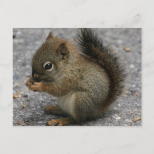 Carte Postale Un Petit Écureuil Grignote À La Nourriture Dans De
