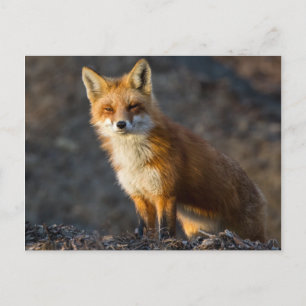Carte Postale Un Petit Fox mignon