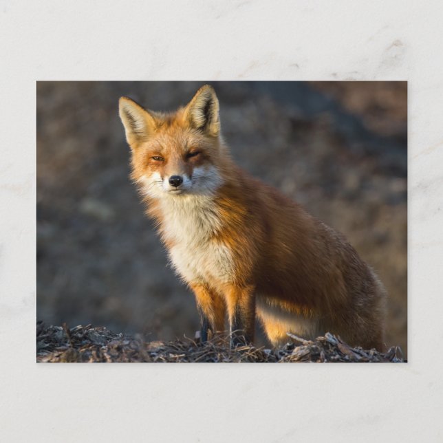 Carte Postale Un Petit Fox mignon (Devant)