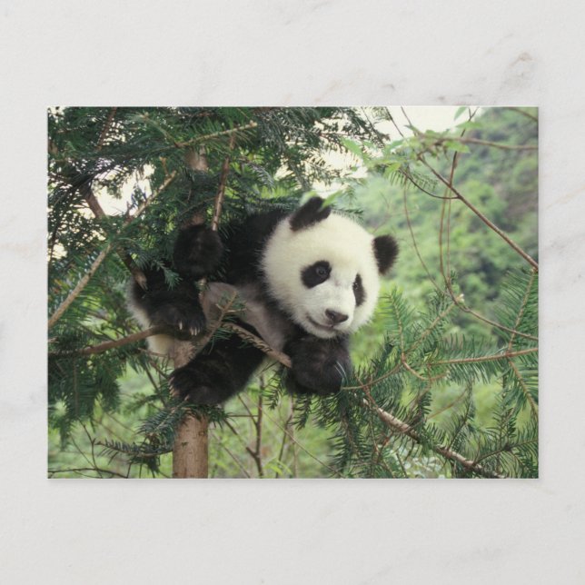 Carte Postale Un petit panda géant grimpe à un arbre, Wolong Val (Devant)