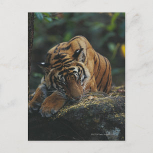 Carte Postale Un petit tigre dort sur le rocher