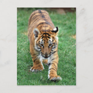 Carte Postale Un petit tigre mignon