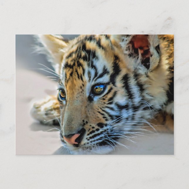 Carte Postale Un petit tigre mignon (Devant)