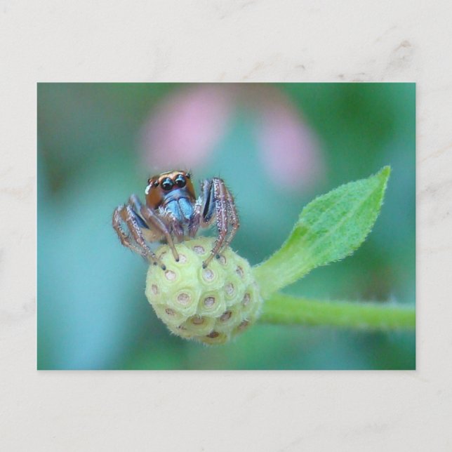 Carte Postale Un Peu De Jumpy ? (Devant)