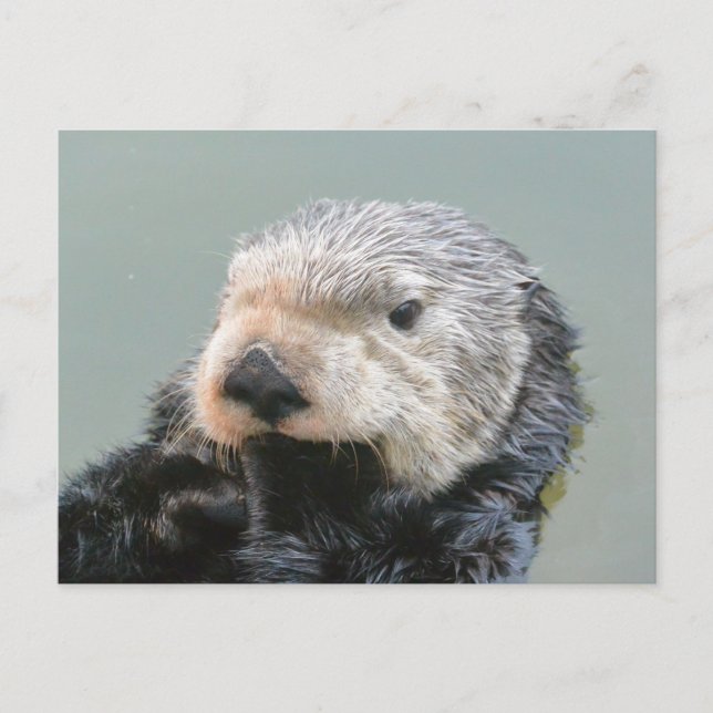 Carte Postale Un philosophe de la loutre de mer (Devant)