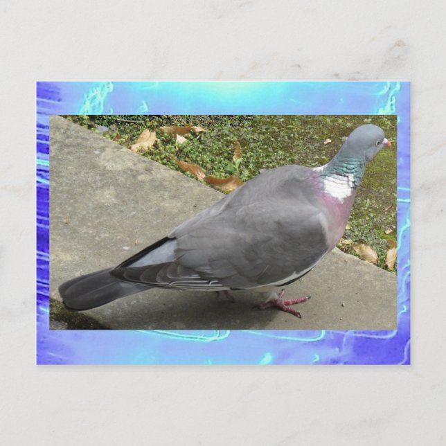 Carte postale - Un pigeon (Devant)