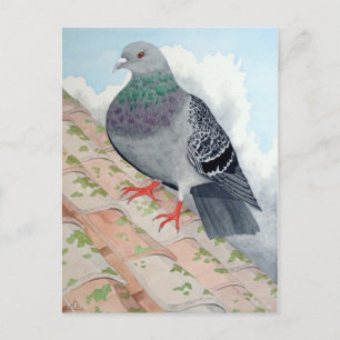 Carte Postale Un pigeon repose sur le toit