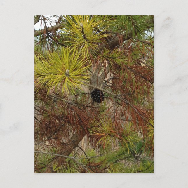 Carte Postale Un Pinecone (Devant)