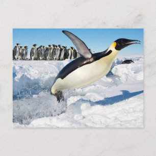 Carte Postale Un pingouin en Antarctique qui saute de l'eau