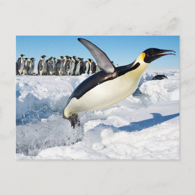 Carte Postale Un pingouin en Antarctique qui saute de l'eau (Devant)