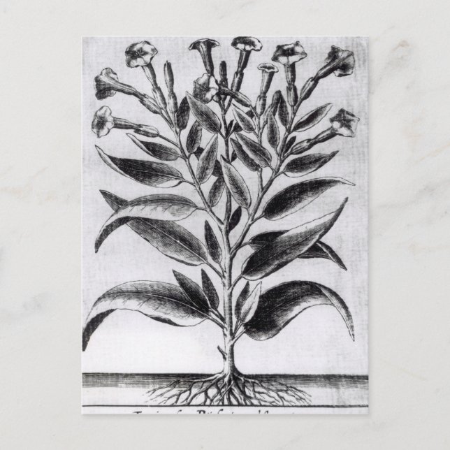 Carte Postale Un Plante du tabac, 1622 (Devant)