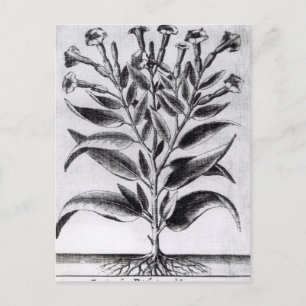 Carte Postale Un Plante du tabac, 1622
