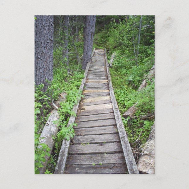 Carte Postale Un pont dans les bois (Devant)