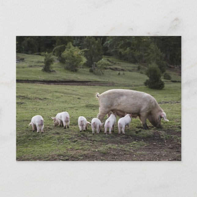 Carte Postale Un porc avec des porcelets dans un champ (Devant)
