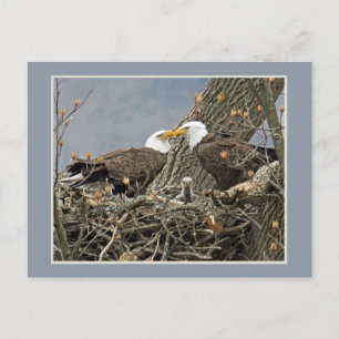 Carte Postale Un portrait de famille d'Eagle chauve