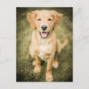 Carte Postale Un Portrait D'Un Chiot De Golden Retriever