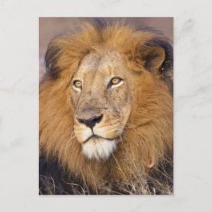 Carte Postale Un portrait d'un Lion regardant au loin