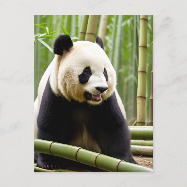 Carte Postale Un portrait en gros plan d'un panda (Devant)