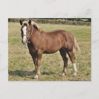 Carte Postale Un poulain breton en France