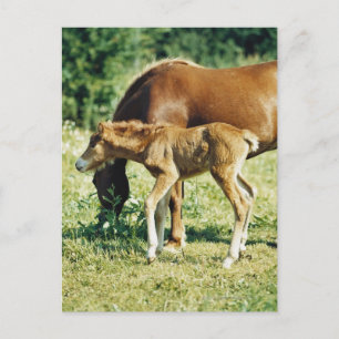 Carte Postale Un poulain et un cheval dans un pâturage.