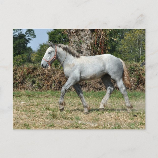 Carte Postale Un poulain percheron gris en France (Devant)