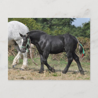 Carte Postale Un poulain Percheron noir en France