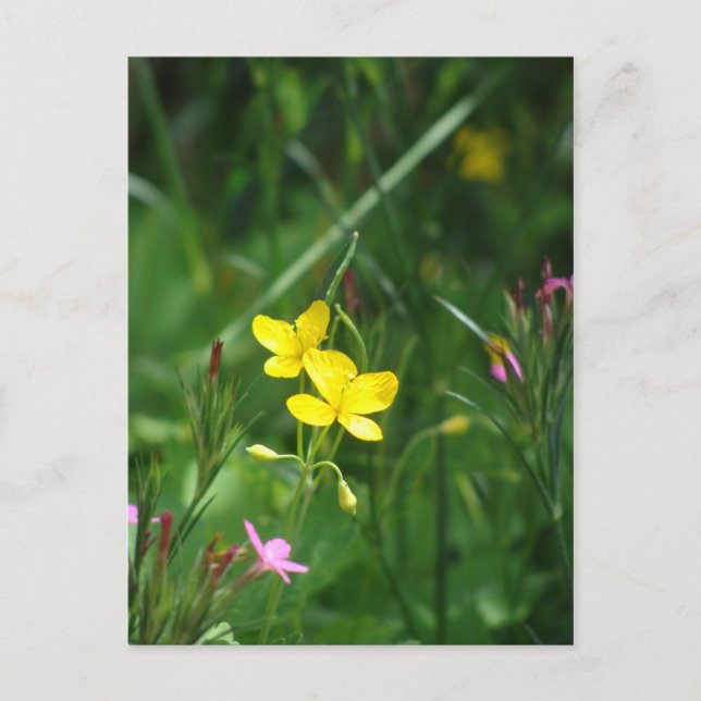 Carte Postale Un pré de printemps en Nouvelle-Angleterre (Devant)