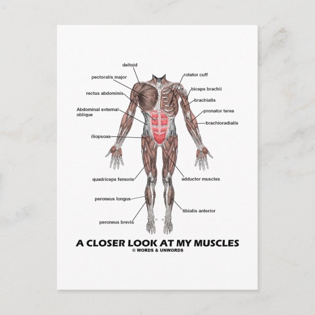 Carte Postale Un Regard Plus Près De Mes Muscles (Anatomie / Ana (Devant)