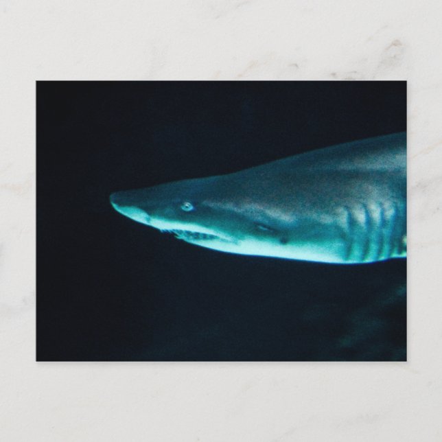 Carte Postale Un requin (Devant)