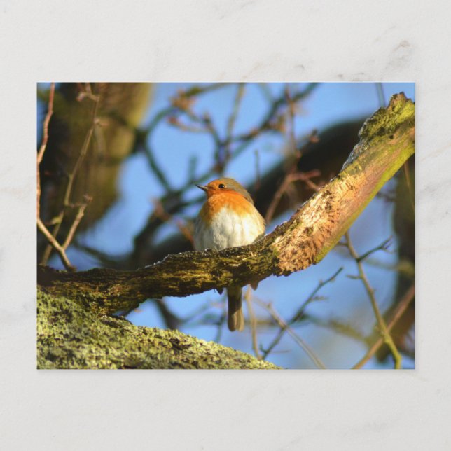 Carte Postale Un Robin dans l'ancien chêne (Devant)