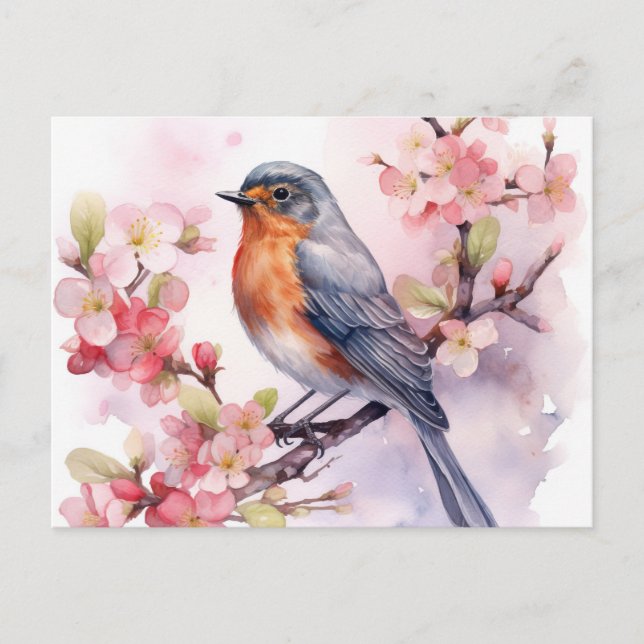 Carte Postale Un Robin de Printemps parmi les fleurs de cerisier (Devant)