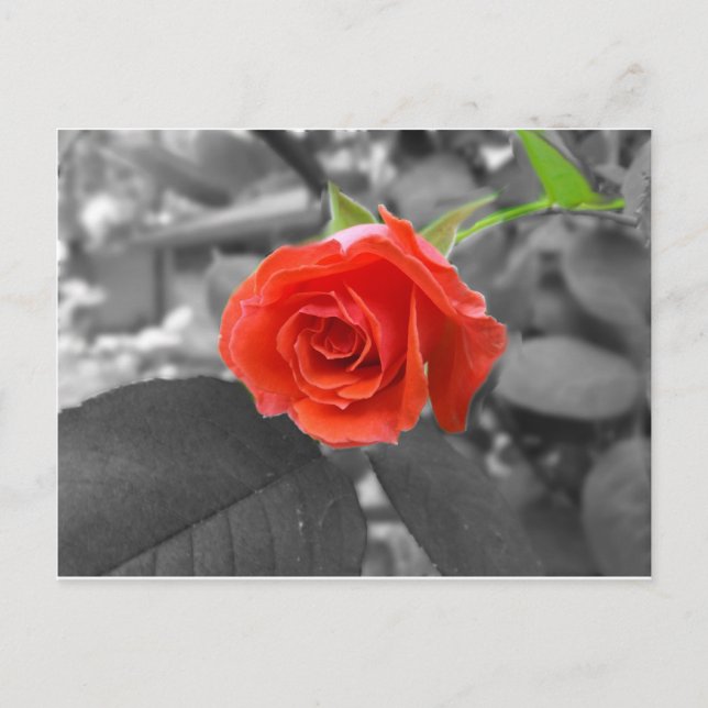Carte Postale Un Rose de l'espoir (Devant)