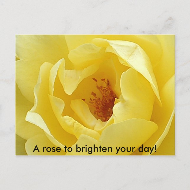 Carte Postale Un rose pour égayer votre journée ! (Devant)