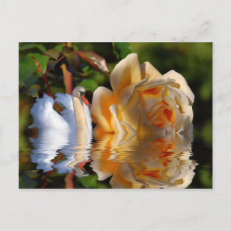 Carte Postale Un Rose Swans