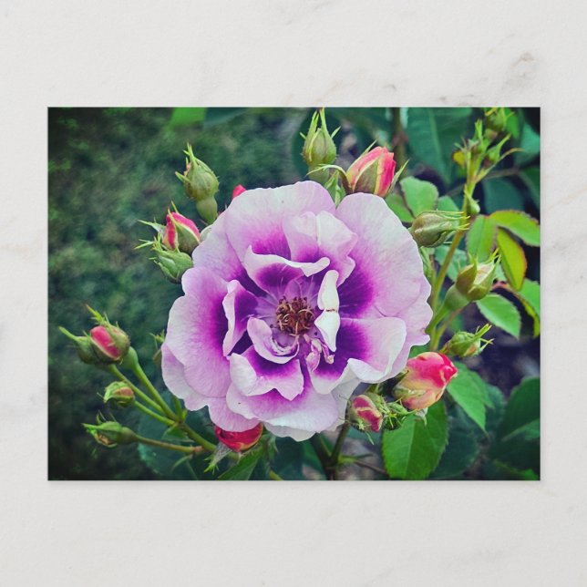 Carte Postale Un rose violet (Devant)