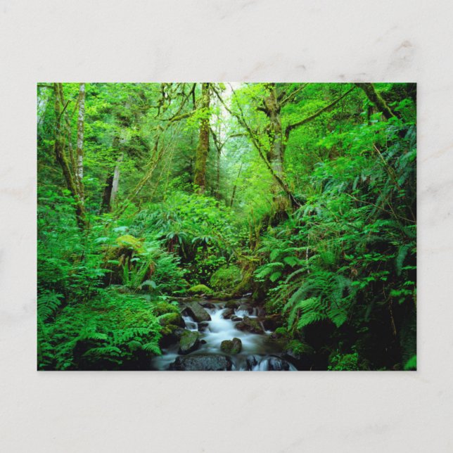 Carte Postale Un ruisseau dans une forêt ancienne (Devant)