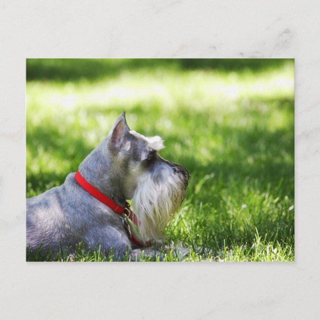 Carte Postale Un Schnauzer posé dans l'herbe (Devant)