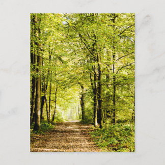 Carte Postale Un sentier couvert de feuilles dans une forêt de m